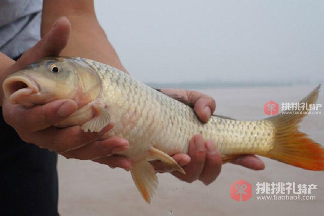 河套黄河鲤鱼高图片