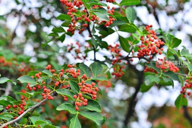 平顺花椒 高清实拍特写图片