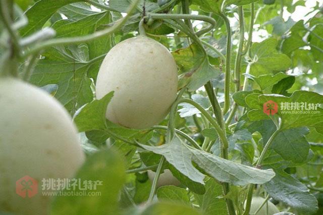 平川甜瓜高清特写实拍图片