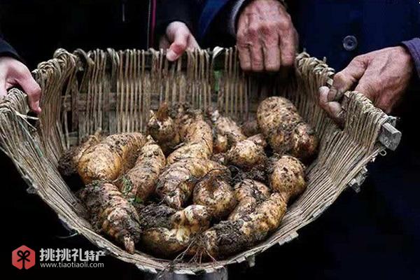 石柱乌天麻高清照片