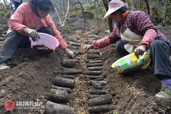 石柱乌天麻种植