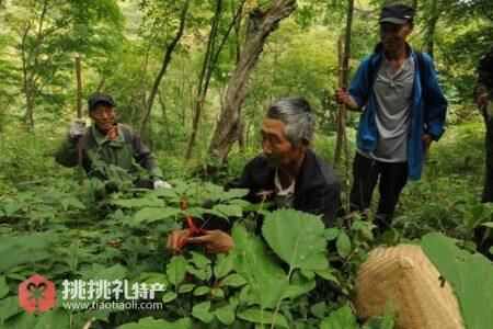 吉林特产人参，产业创新发展