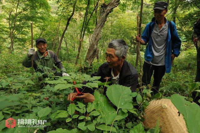 参农王金山正在参地里进行消杀工作