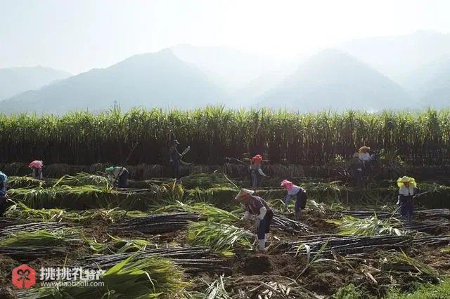 △广西来宾市“双高”糖料蔗基地