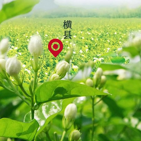 张一元茉莉花茶叶 春茶伴手礼