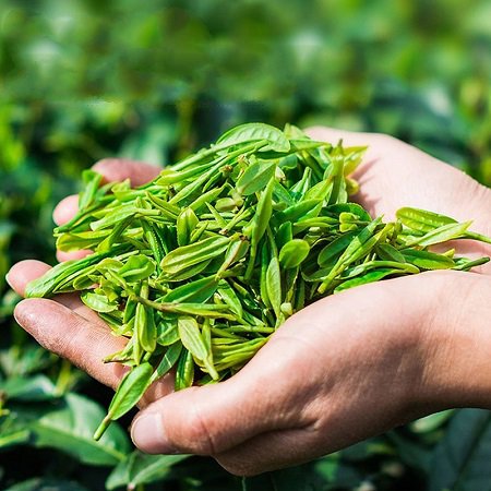 横县茉莉花冷泡茶叶 福利礼品