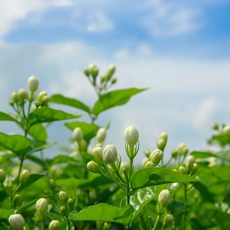 横县茉莉花冷泡茶叶 福利礼品