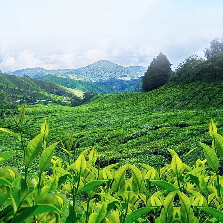 张一元茉莉花茶 浓香型罐装