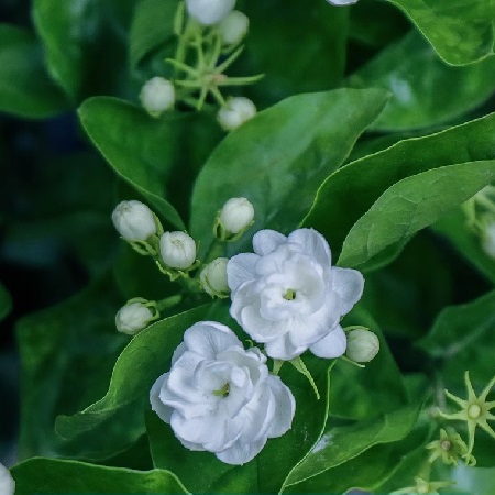 特级茉莉飘雪花茶 浓香型高山茶